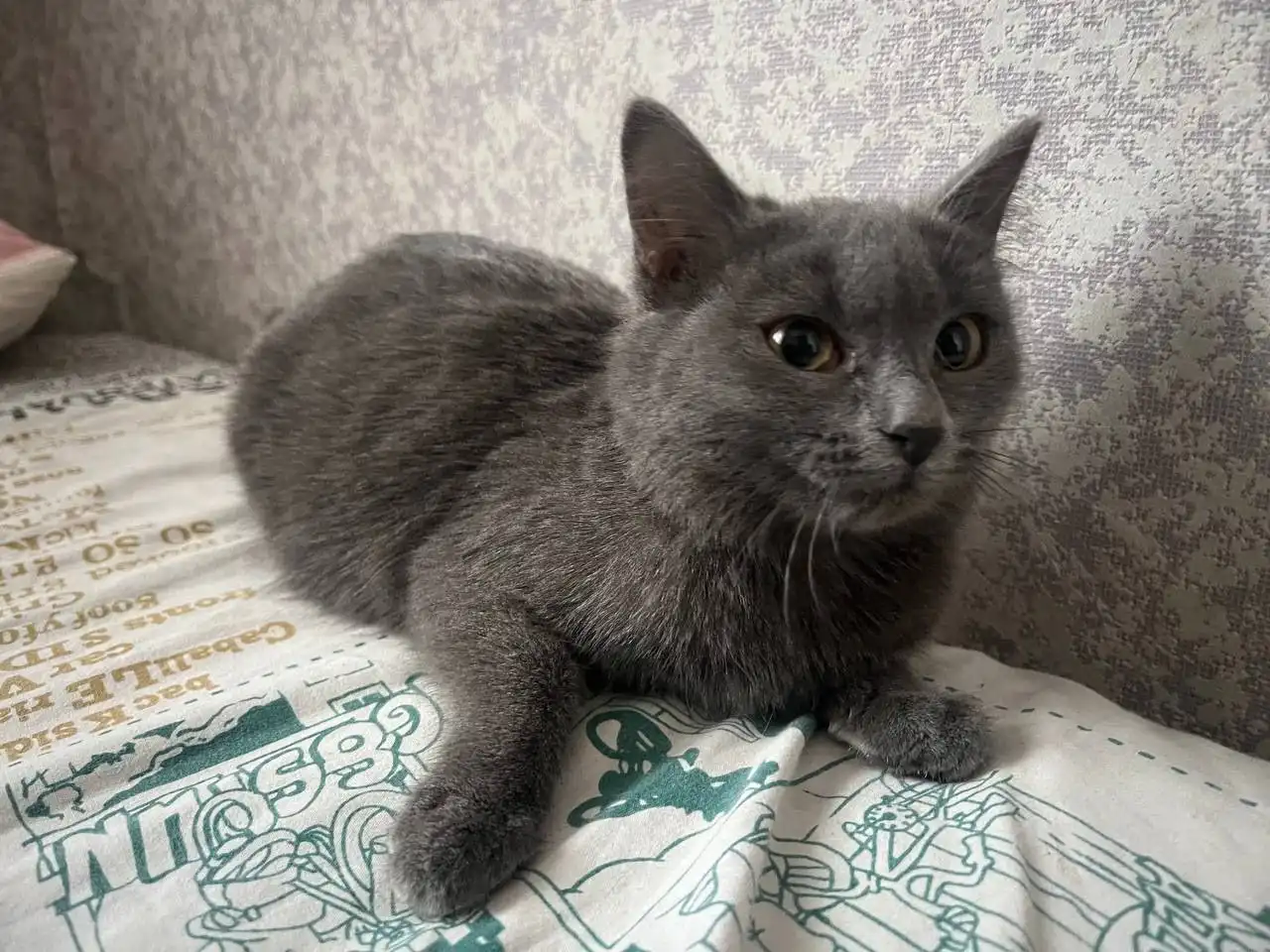 Кошка Пеппи ищет дом - Кошки (Животные) в Полевской