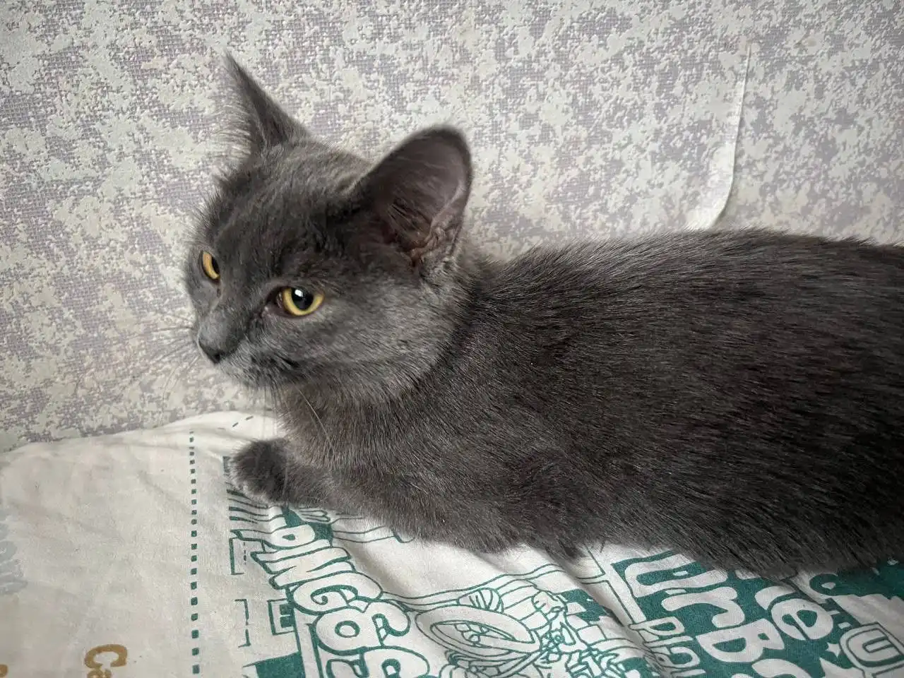 Кошка Пеппи ищет дом - Кошки (Животные) в Полевской