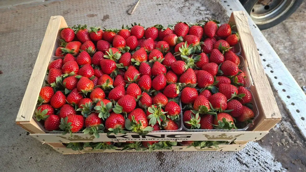 Свежая клубника 1300 кг в наличии - Продукты питания (Барахолка) в Екатеринбург
