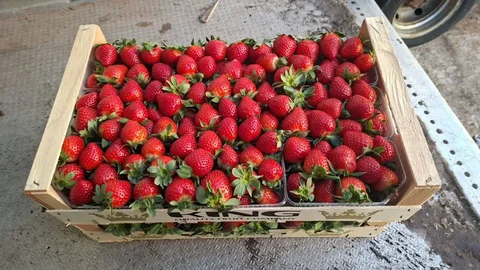 Свежая клубника 1300 кг в наличии - Значки в Екатеринбург