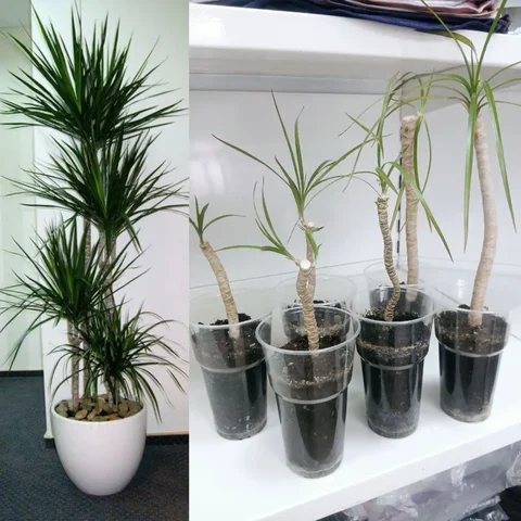 Саженцы драцены разных размеров - Металл в Екатеринбург