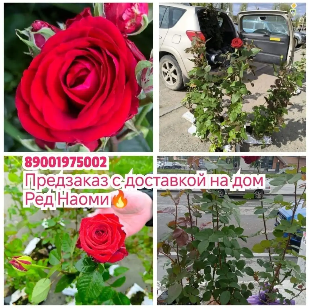 Саженцы розы РЕД НАОМИ - Садовые растения (Для дома и дачи) в Екатеринбург