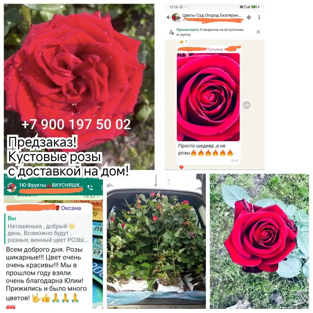 Продажа роз Ред Наоми - Растения (Барахолка) в Екатеринбург