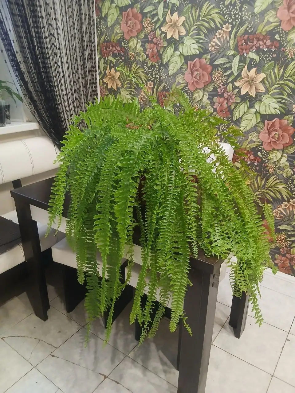 Саженцы Папоротника Нефролепис - Растения (Хобби и отдых) в Екатеринбург