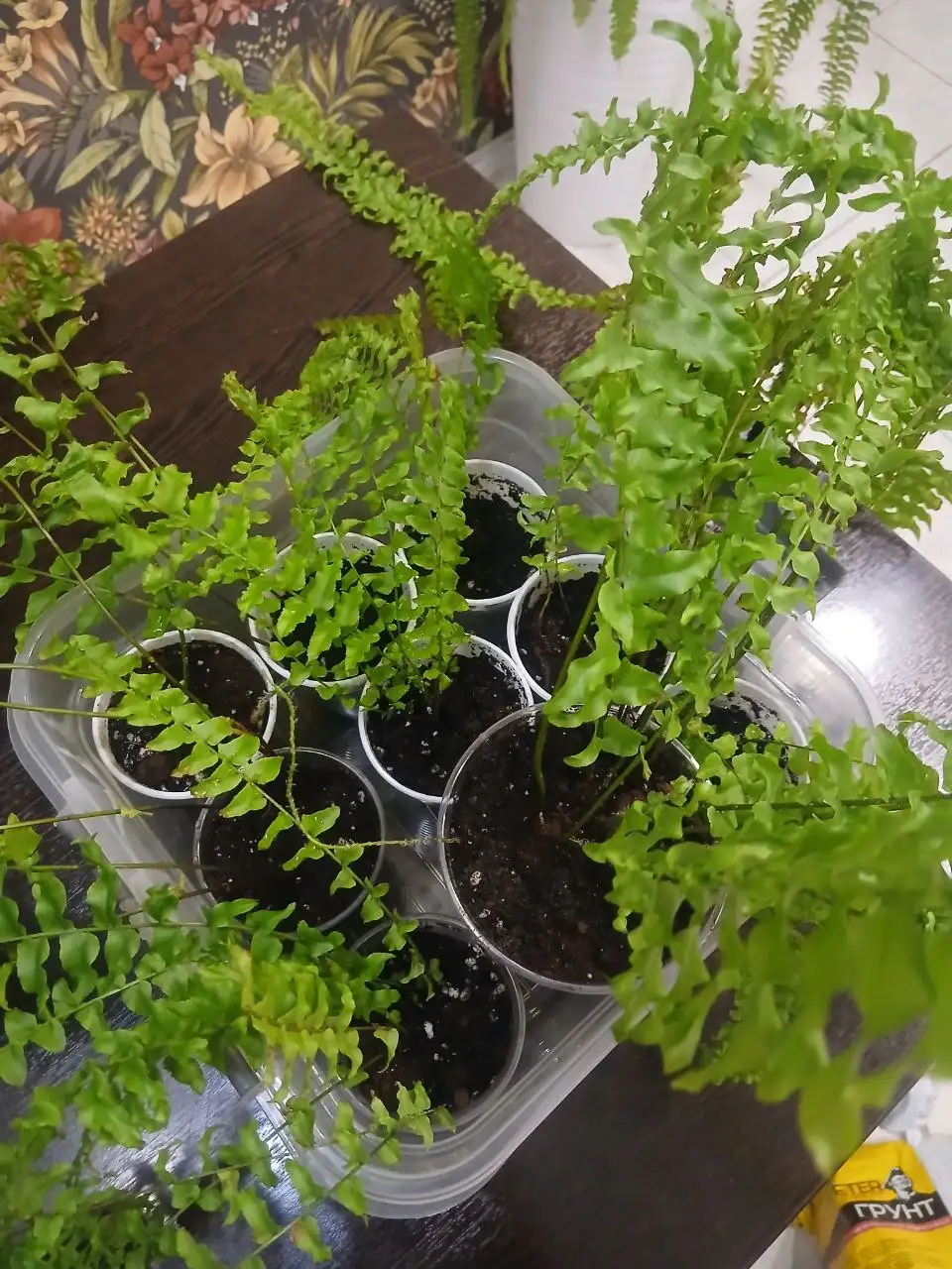 Саженцы Папоротника Нефролепис - Растения (Хобби и отдых) в Екатеринбург