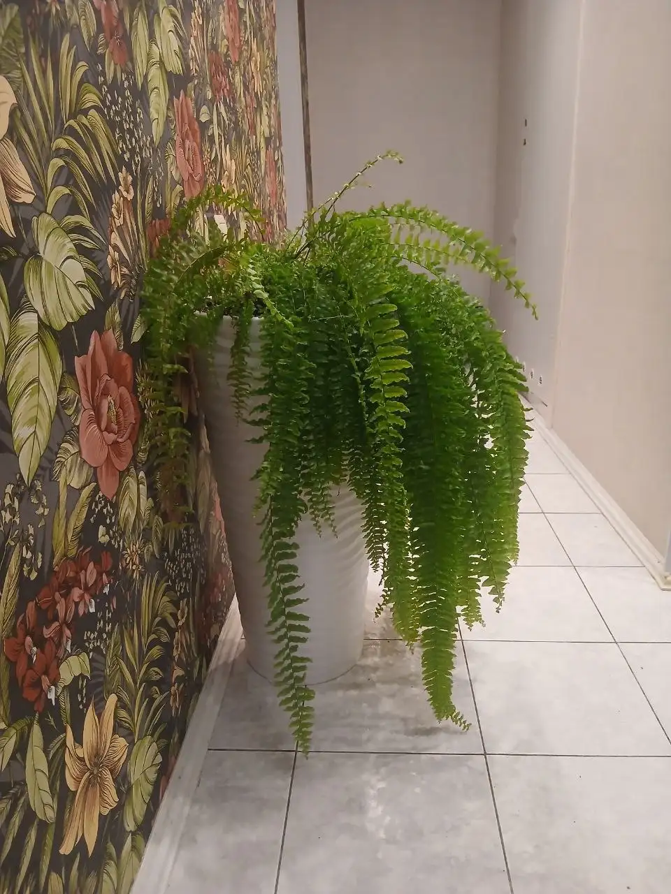 Саженцы Папоротника Нефролепис - Растения (Хобби и отдых) в Екатеринбург