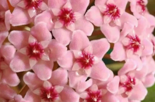 Хойя Krimson Queen - Кальяны и табак в Екатеринбург