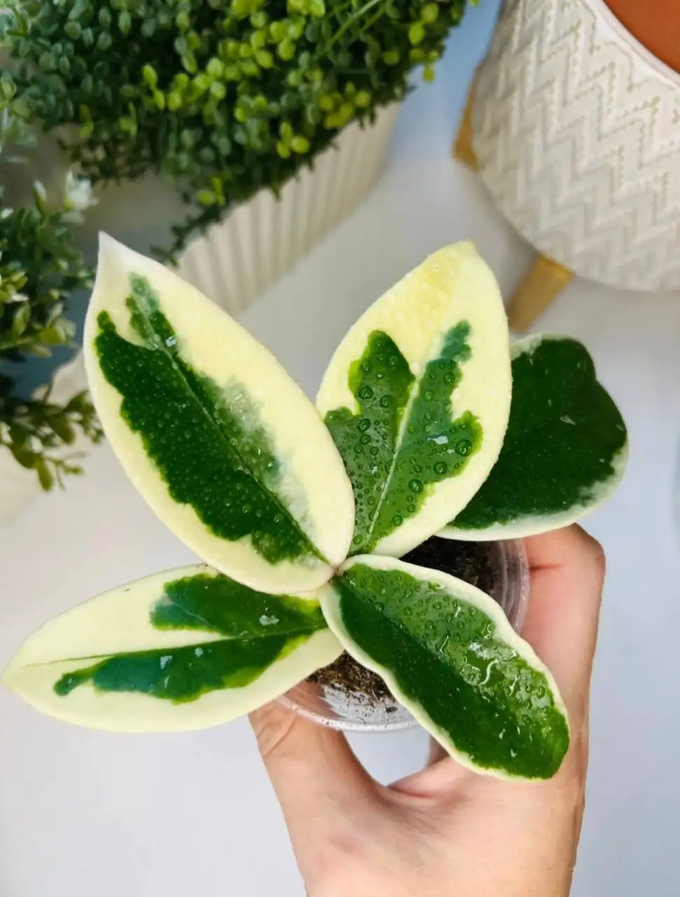 Хойя Krimson Queen - Растения (Хобби и отдых) в Екатеринбург