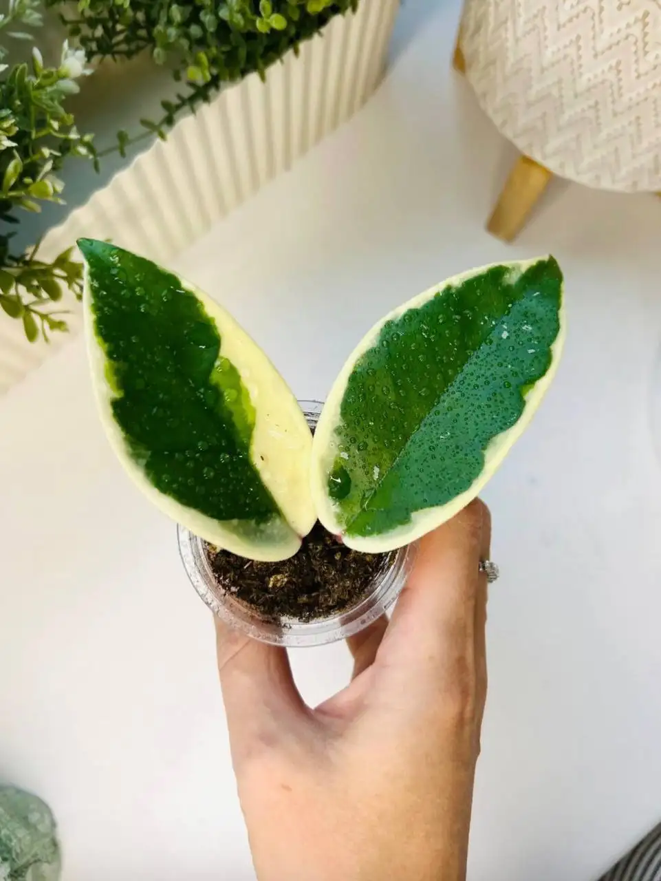 Хойя Krimson Queen - Растения (Хобби и отдых) в Екатеринбург