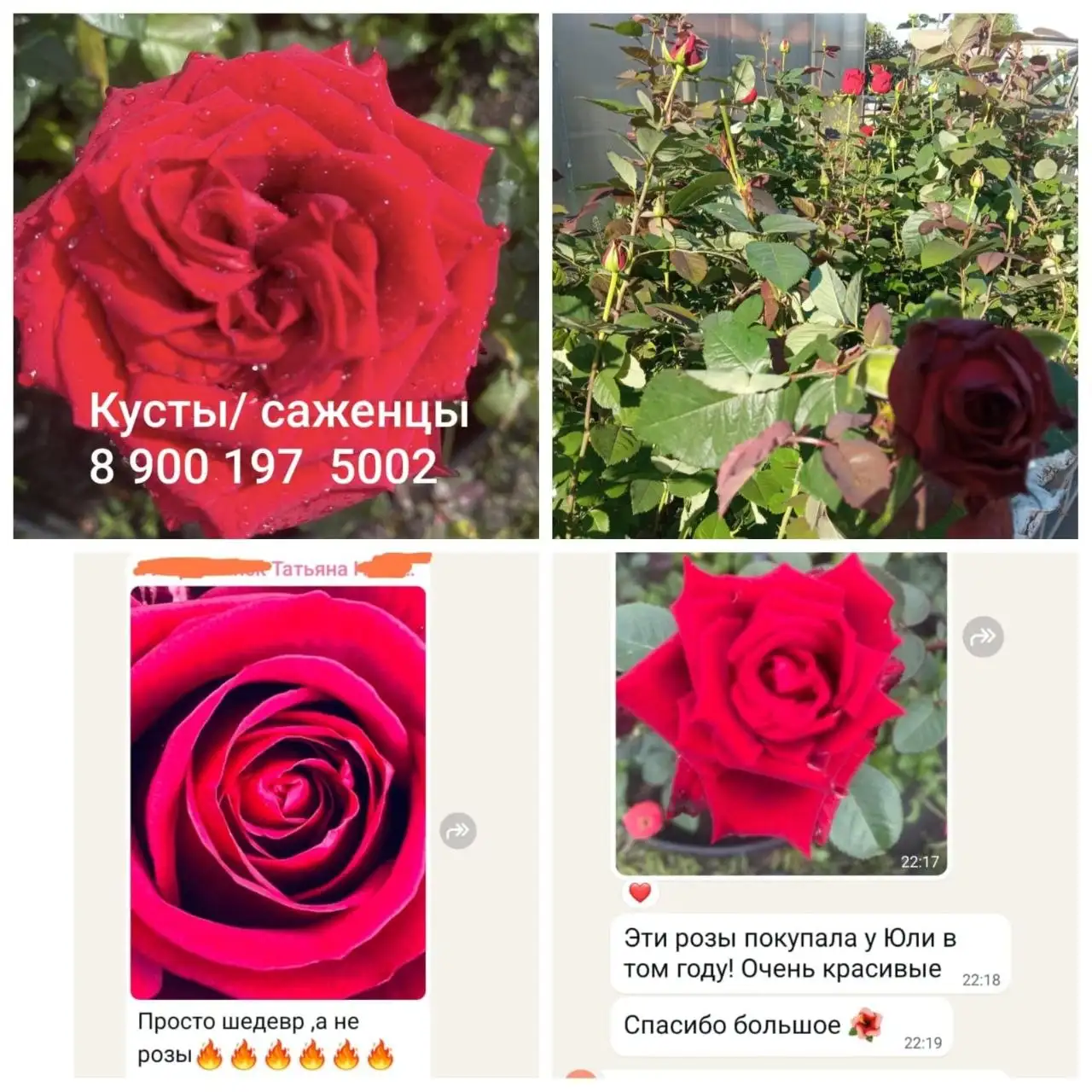 Продажа саженцев роз Ред Наоми - Услуги в Екатеринбург