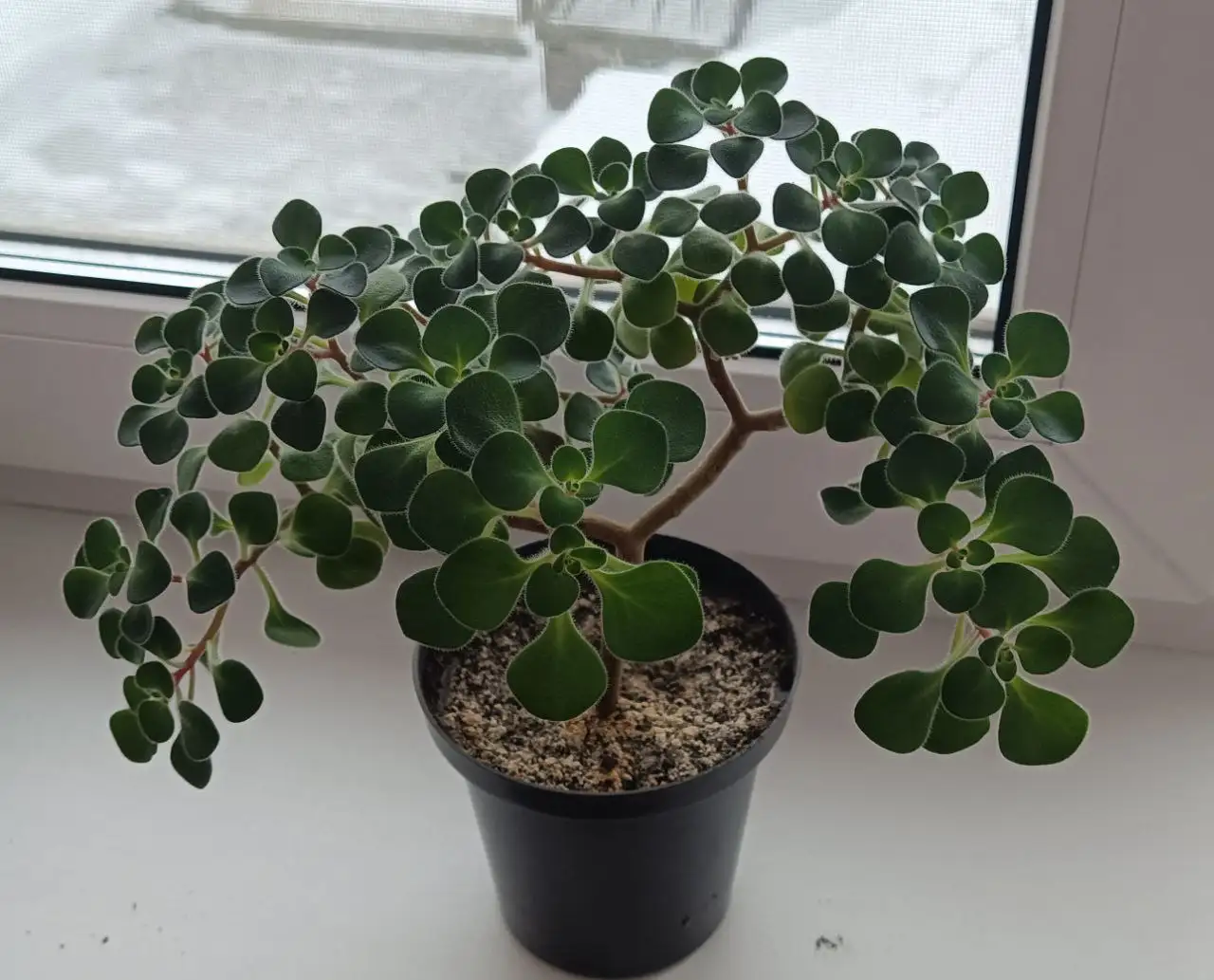 Дерево любви на День влюбленных - Сувениры (Барахолка) в Самарская область