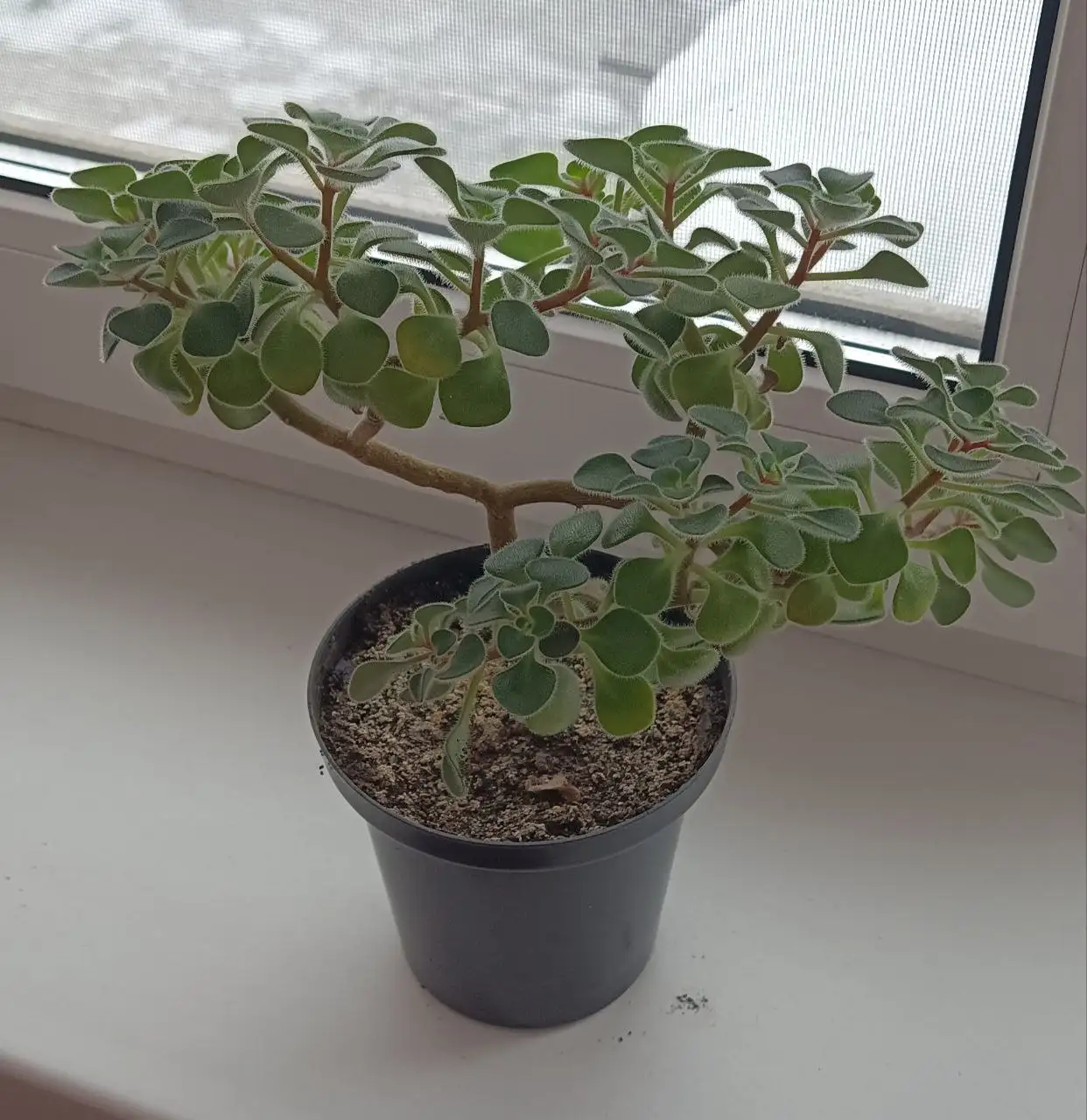 Дерево любви на День влюбленных - Сувениры (Барахолка) в Самарская область