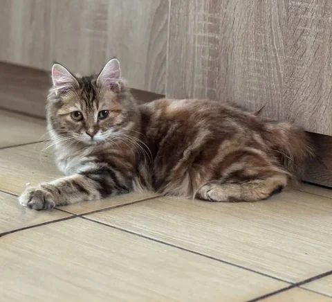 Курильский бобтейл, девочка, стерилизована, ищет дом - Животные в Самарская область