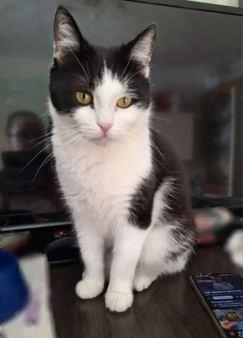 Кошка Березка ищет семью - Животные в Самара