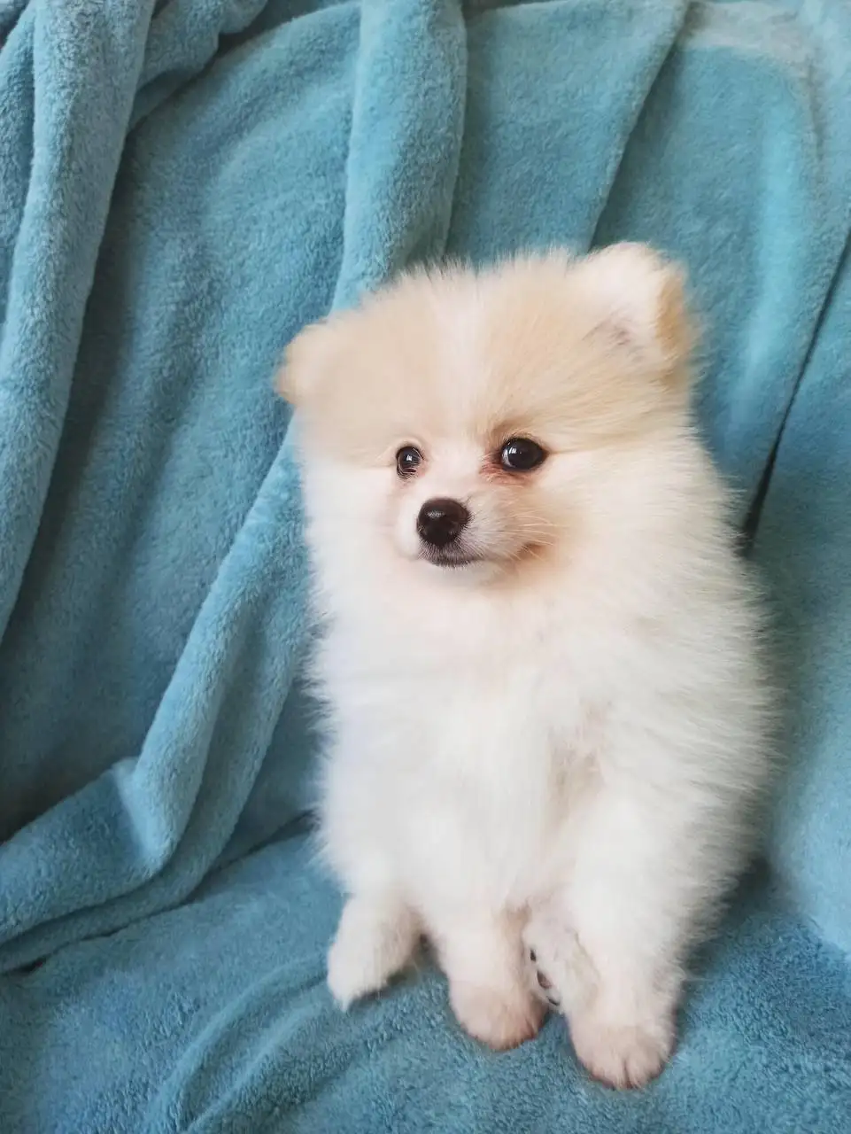 Щенок шпица девочка 2,5 месяца - Собаки (Животные) в Неизвестно