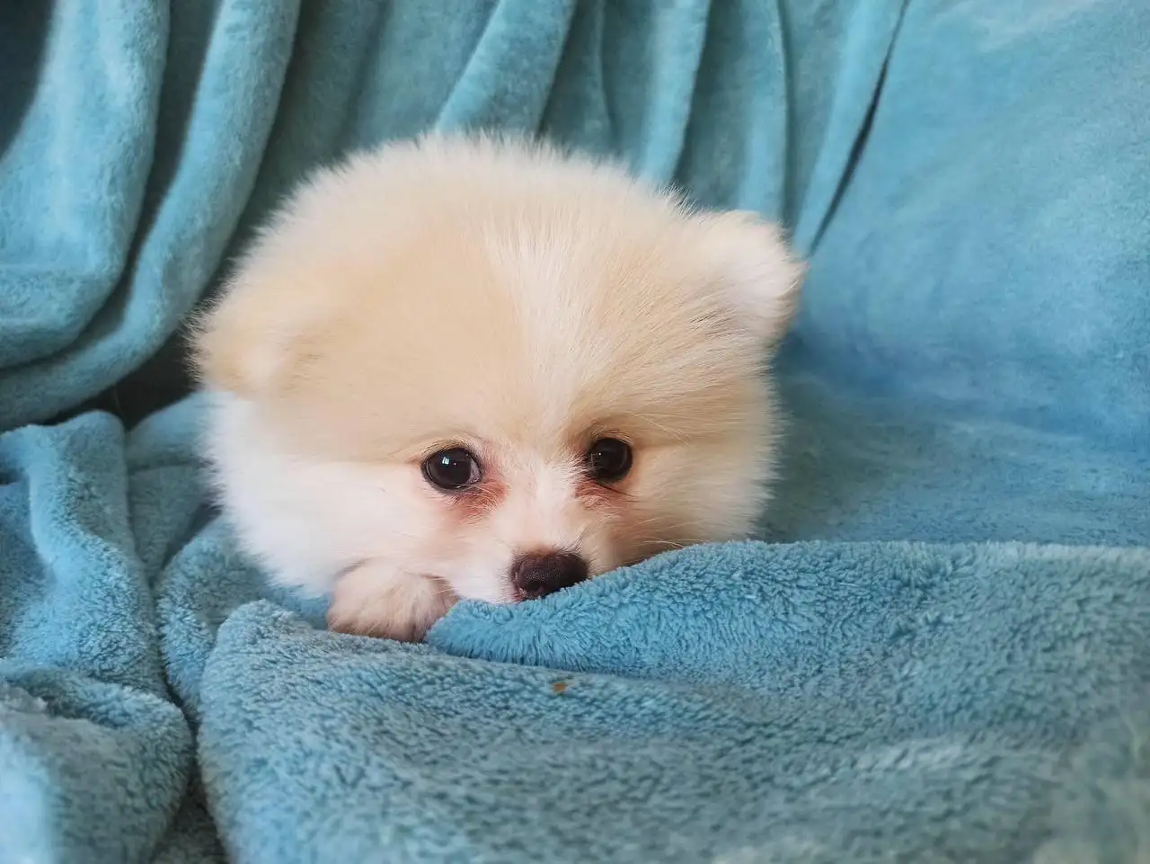 Щенок шпица девочка 2,5 месяца - Собаки (Животные) в Неизвестно