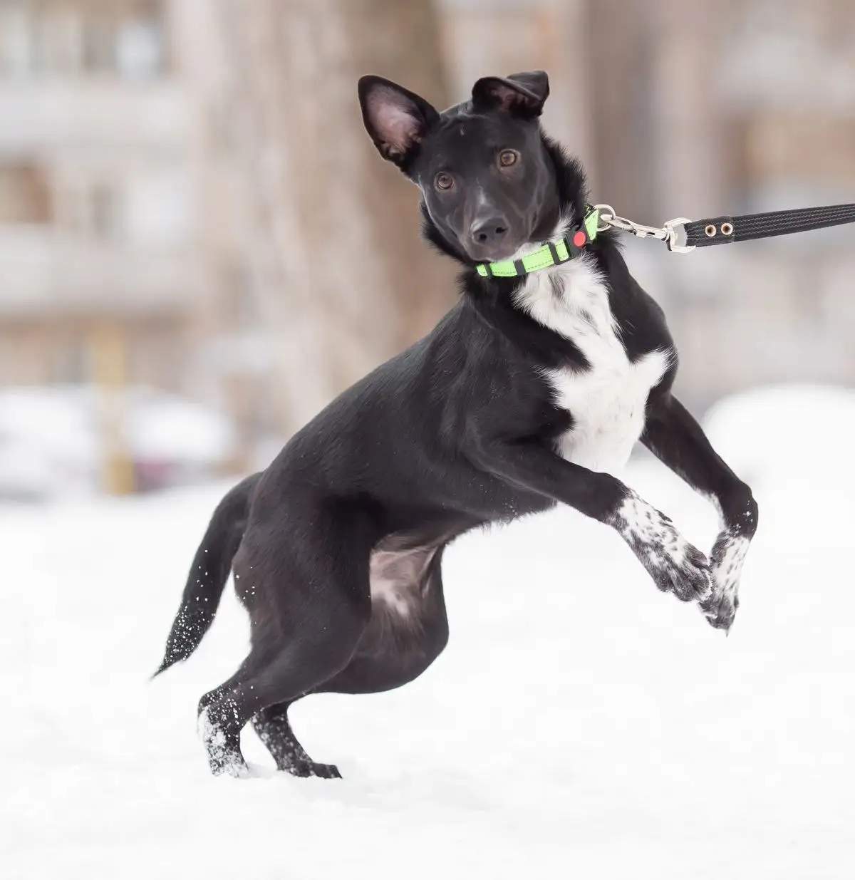 Щенок Зефирка, 5 месяцев, необычный окрас - Собаки (Животные) в Самара