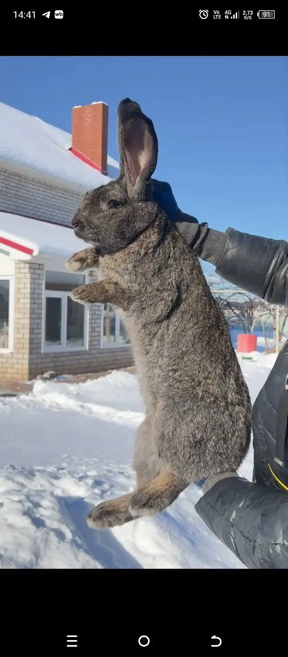 Продажа кроликов разных пород - Кролики (Животные) в Самарская область