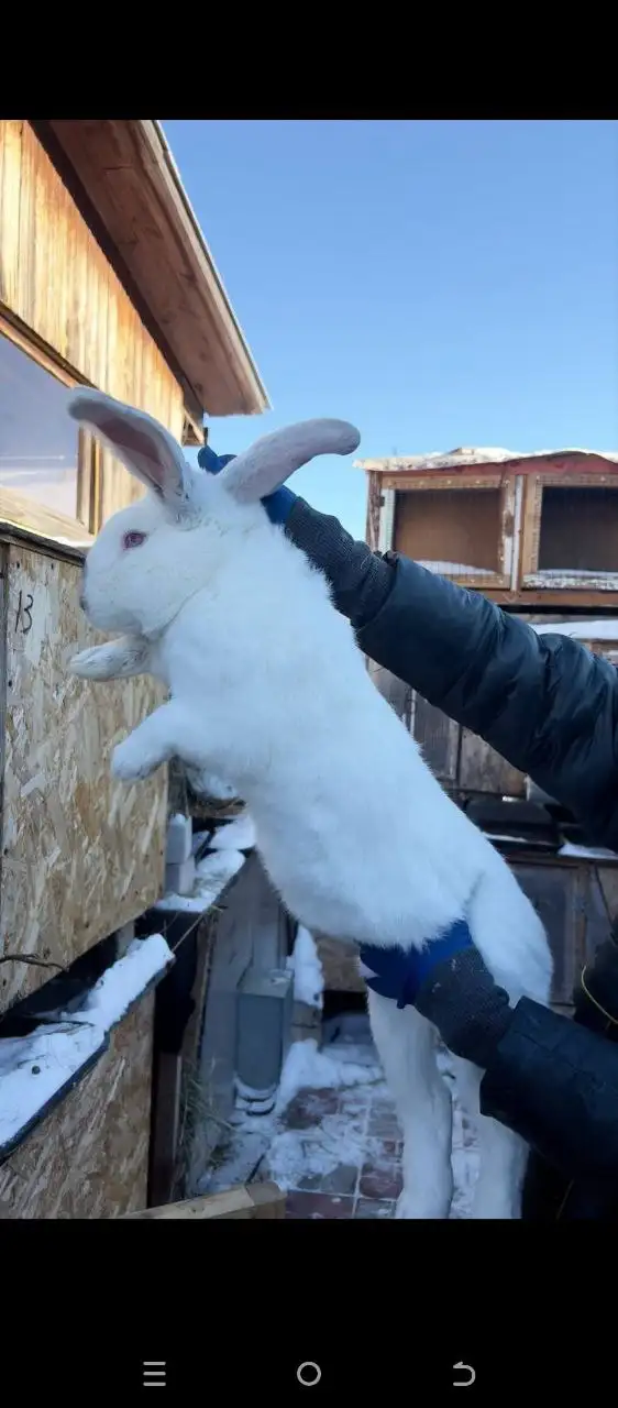 Продажа кроликов разных пород - Кролики (Животные) в Самарская область