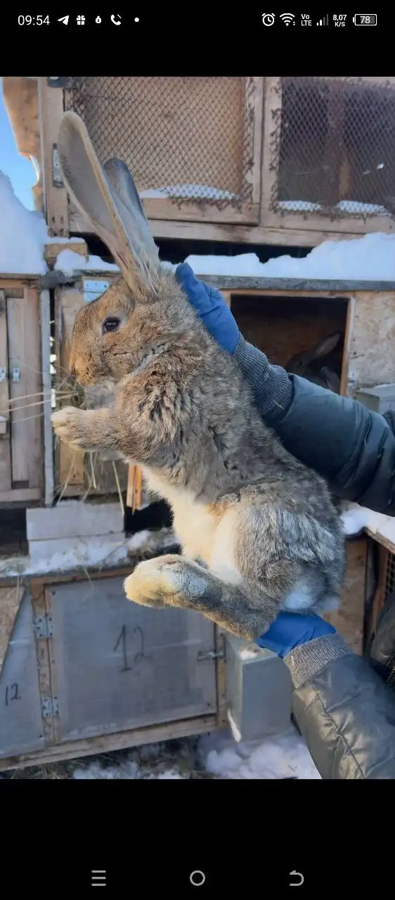 Продажа кроликов разных пород - Кролики (Животные) в Самарская область