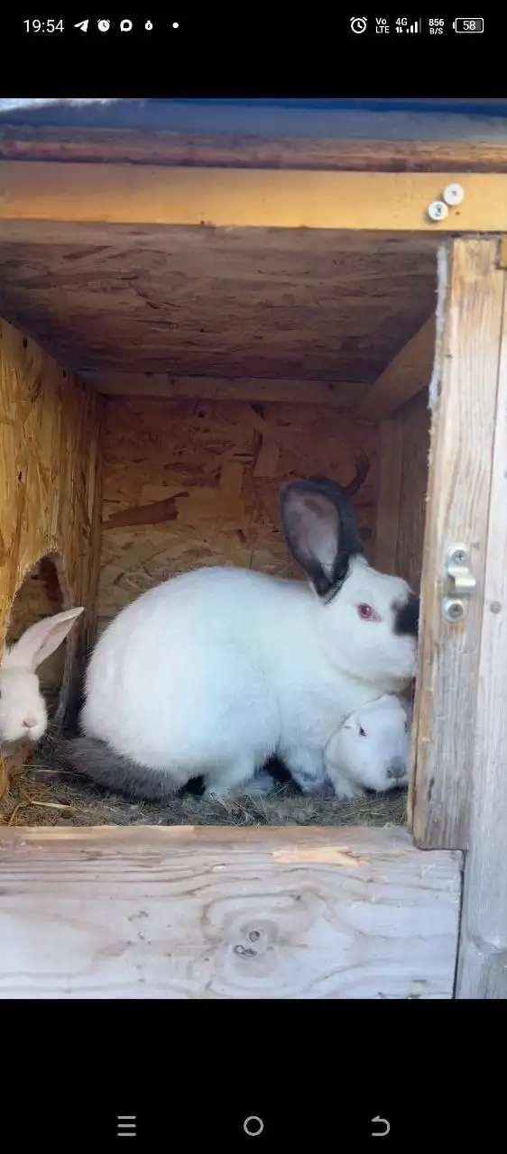 Продажа кроликов разных пород - Кролики (Животные) в Самарская область