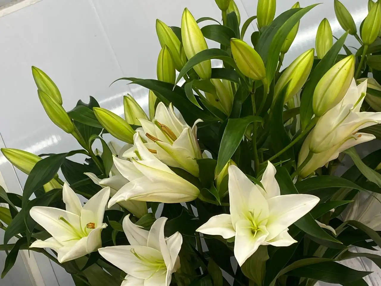 Свежие цветы и идеальные букеты - Цветы (Барахолка) в Самарская область