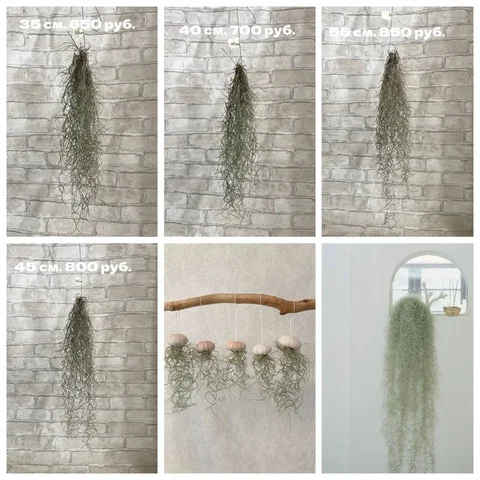 Тилландсия Уснеевидная - необычное растение без почвы - частное объявление в Новосемейкино