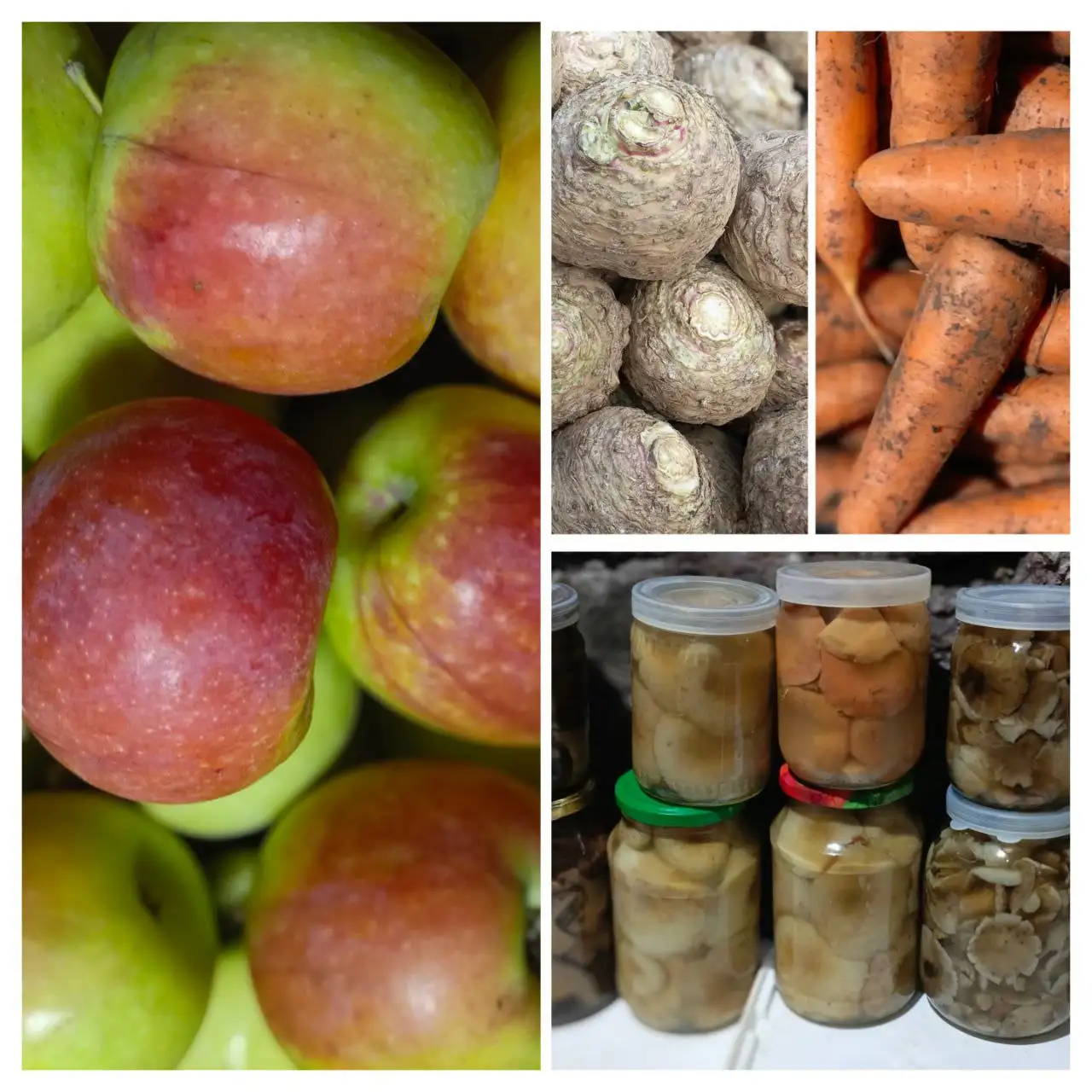 Продажа яблок сорта Синап и овощей в Ульяновской области - Барахолка в Вязовка