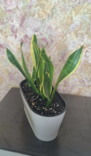 Продажа композиций из сансевьерий Металлика и Футура Суперба - частное объявление в Самарская область