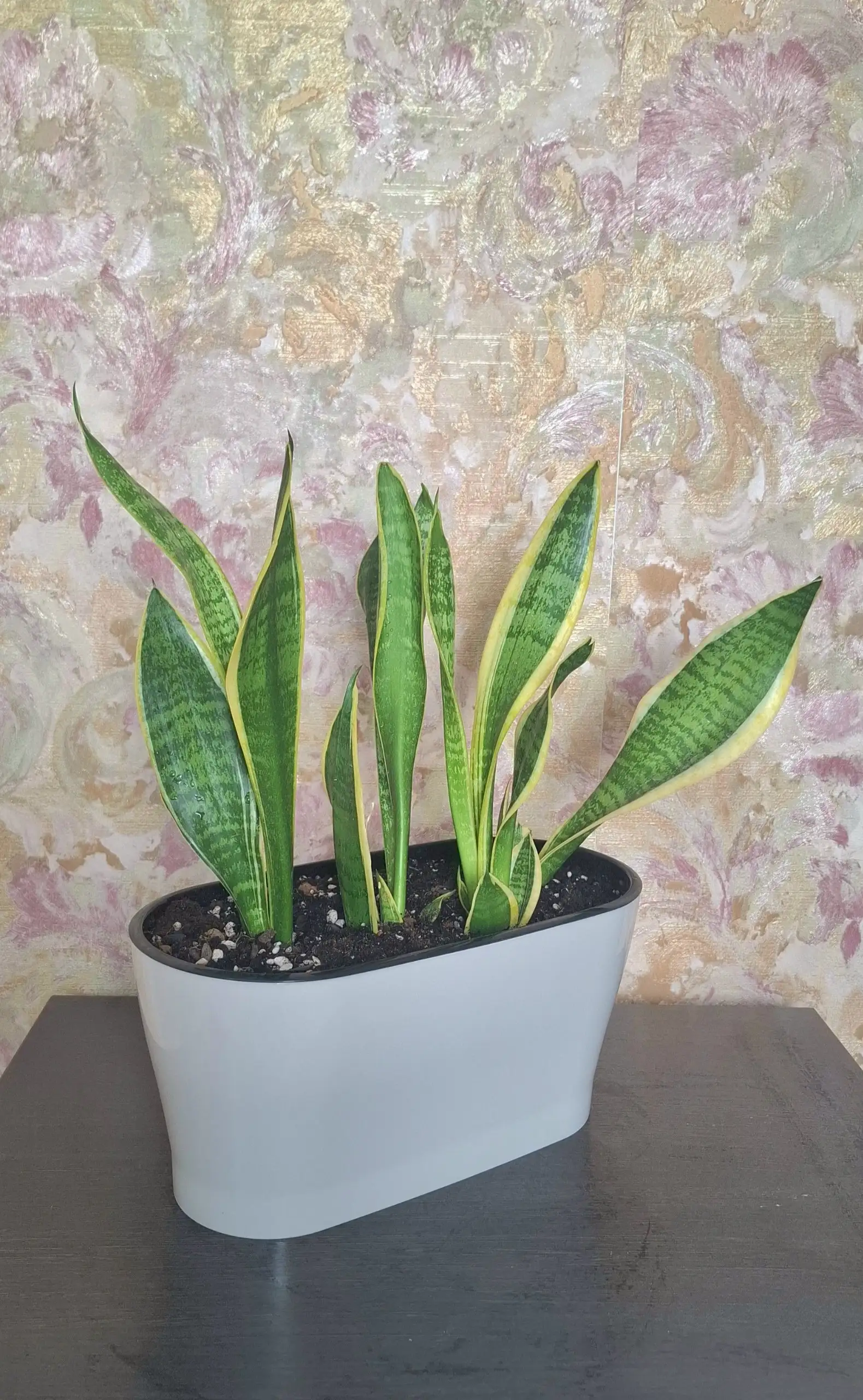 Продажа композиций из сансевьерий Металлика и Футура Суперба - Барахолка в Самарская область