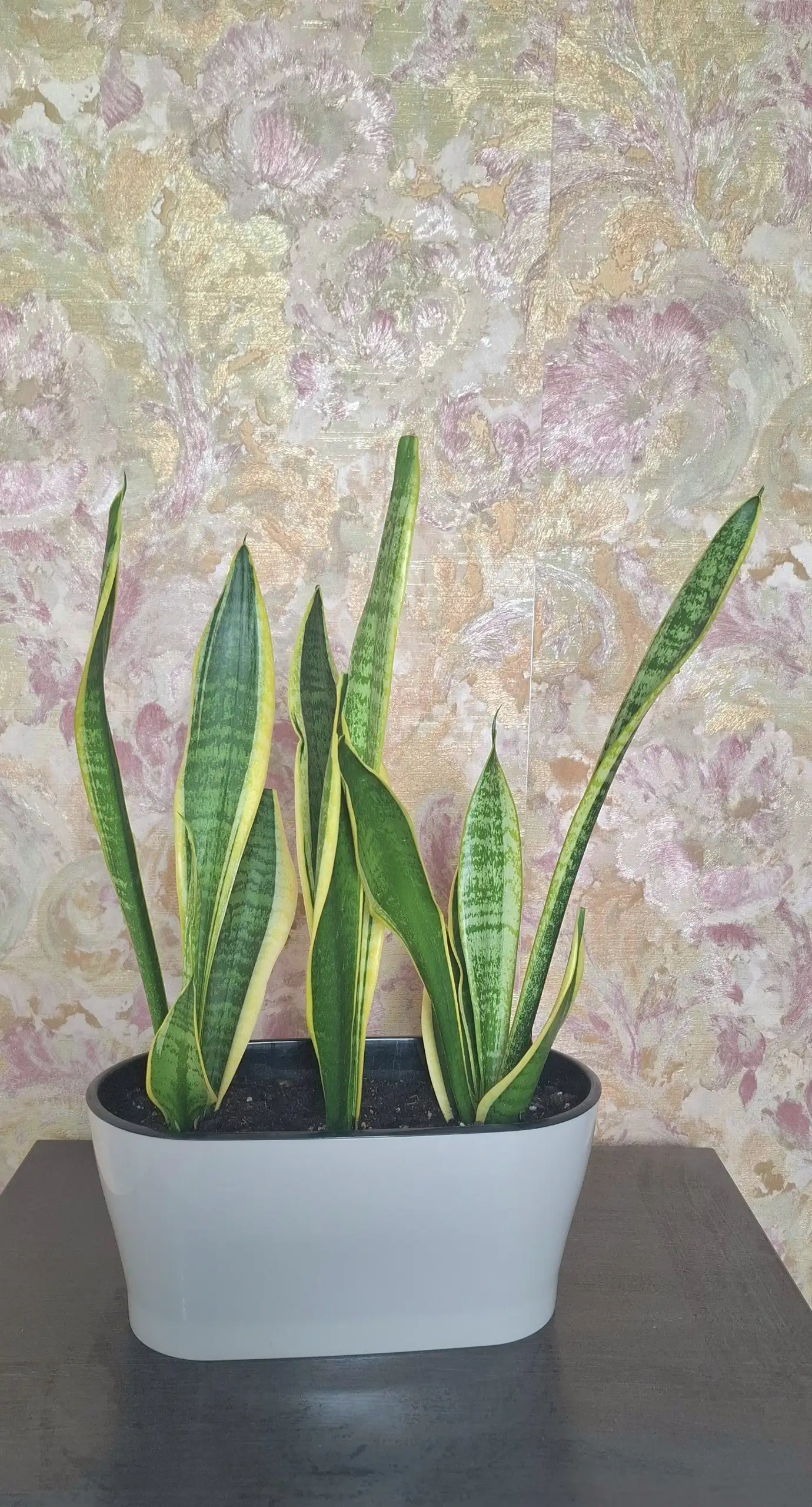 Продажа композиций из сансевьерий Металлика и Футура Суперба - Барахолка в Самарская область