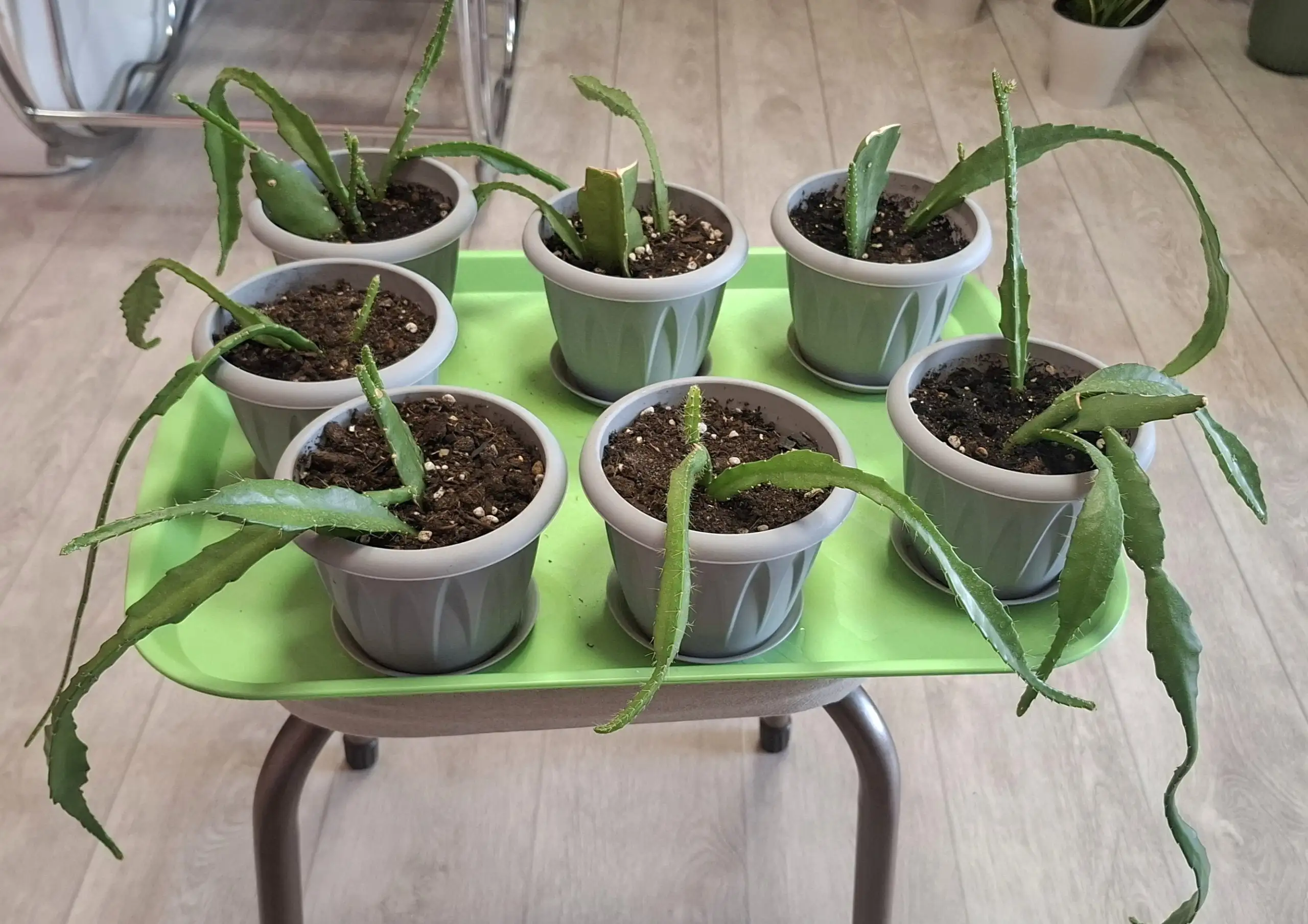 Продам эпифиллум аккермана (красный) с шикарной корневой - Растения (Хобби и отдых) в Неизвестно