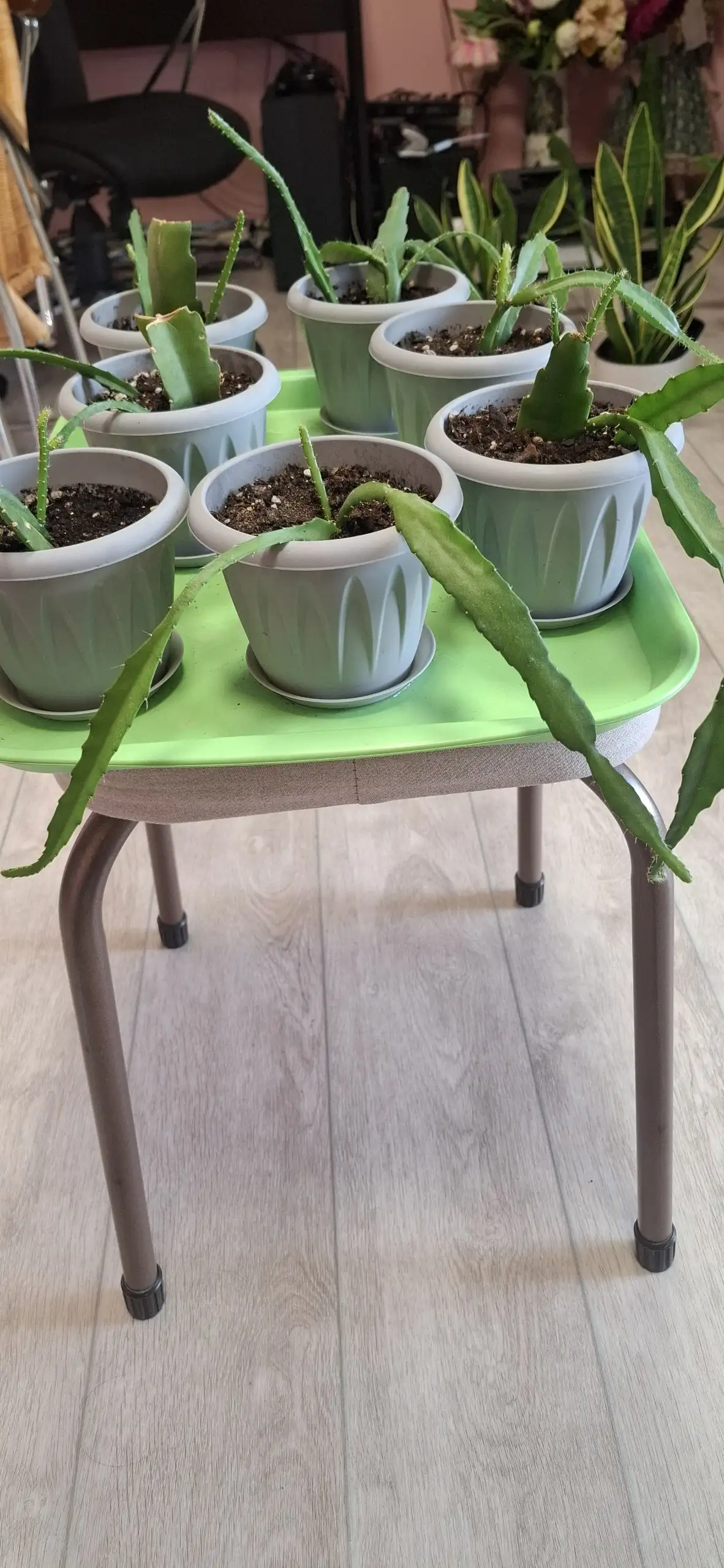 Продам эпифиллум аккермана (красный) с шикарной корневой - Растения (Хобби и отдых) в Неизвестно