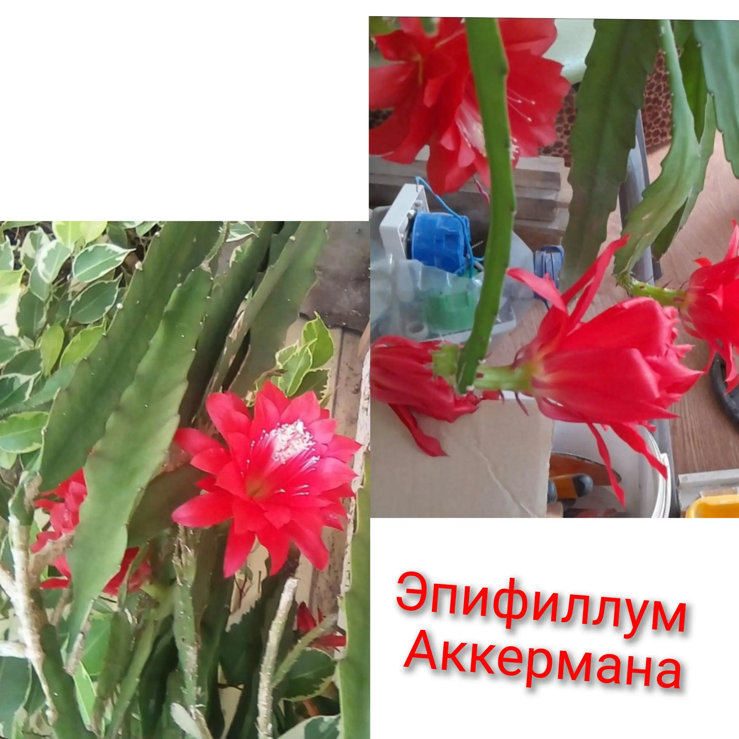 Продам эпифиллум аккермана (красный) с шикарной корневой - Растения (Хобби и отдых) в Неизвестно