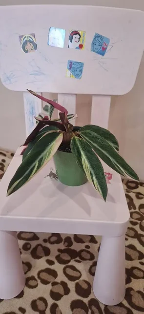 Продажа комнатных растений - частное объявление в Самарская область