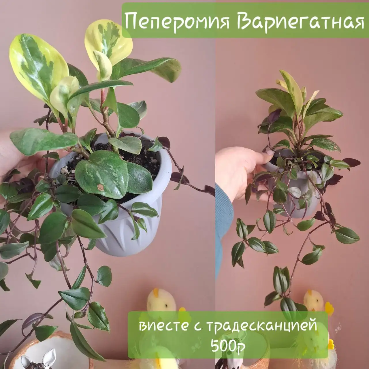 Продажа комнатных растений - Комнатные растения (Хобби и отдых) в Самарская область