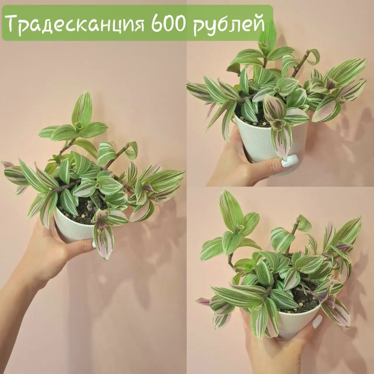 Продажа комнатных растений - Комнатные растения (Хобби и отдых) в Самарская область