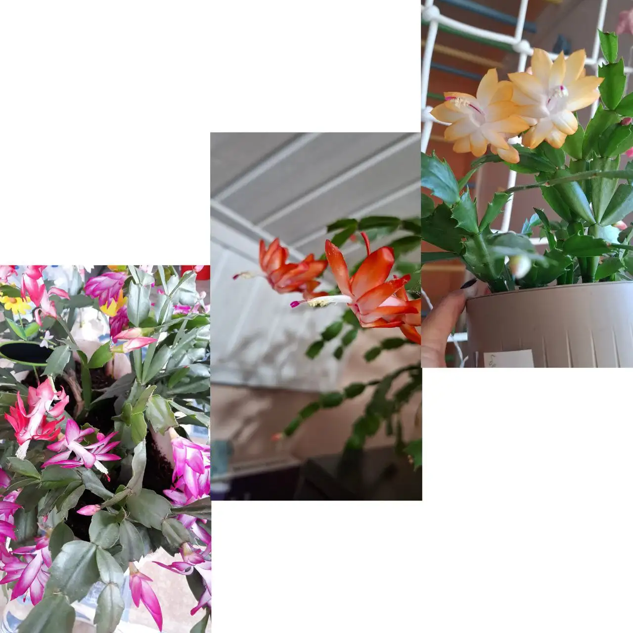 Продажа комнатных растений - Комнатные растения (Хобби и отдых) в Самарская область