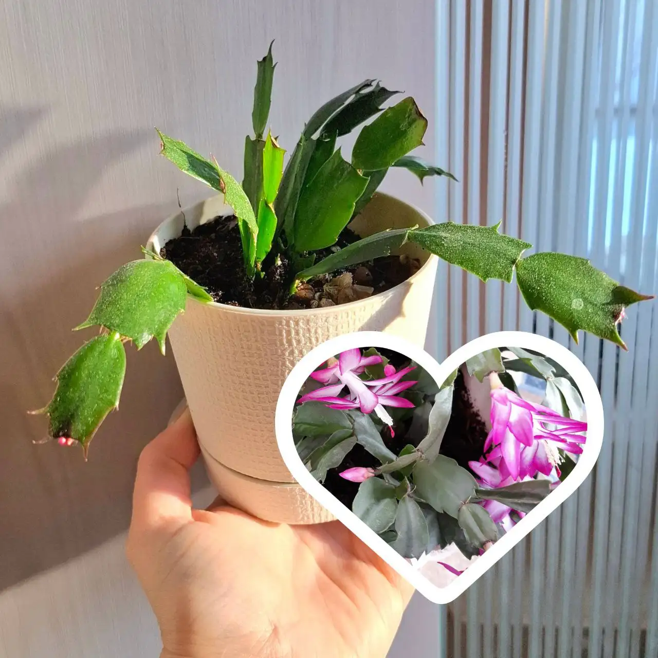 Продажа комнатных растений - Комнатные растения (Хобби и отдых) в Самарская область