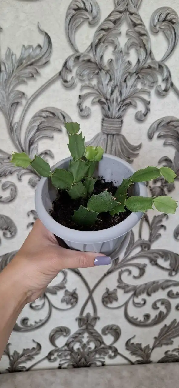 Продажа комнатных растений - Комнатные растения (Хобби и отдых) в Самарская область