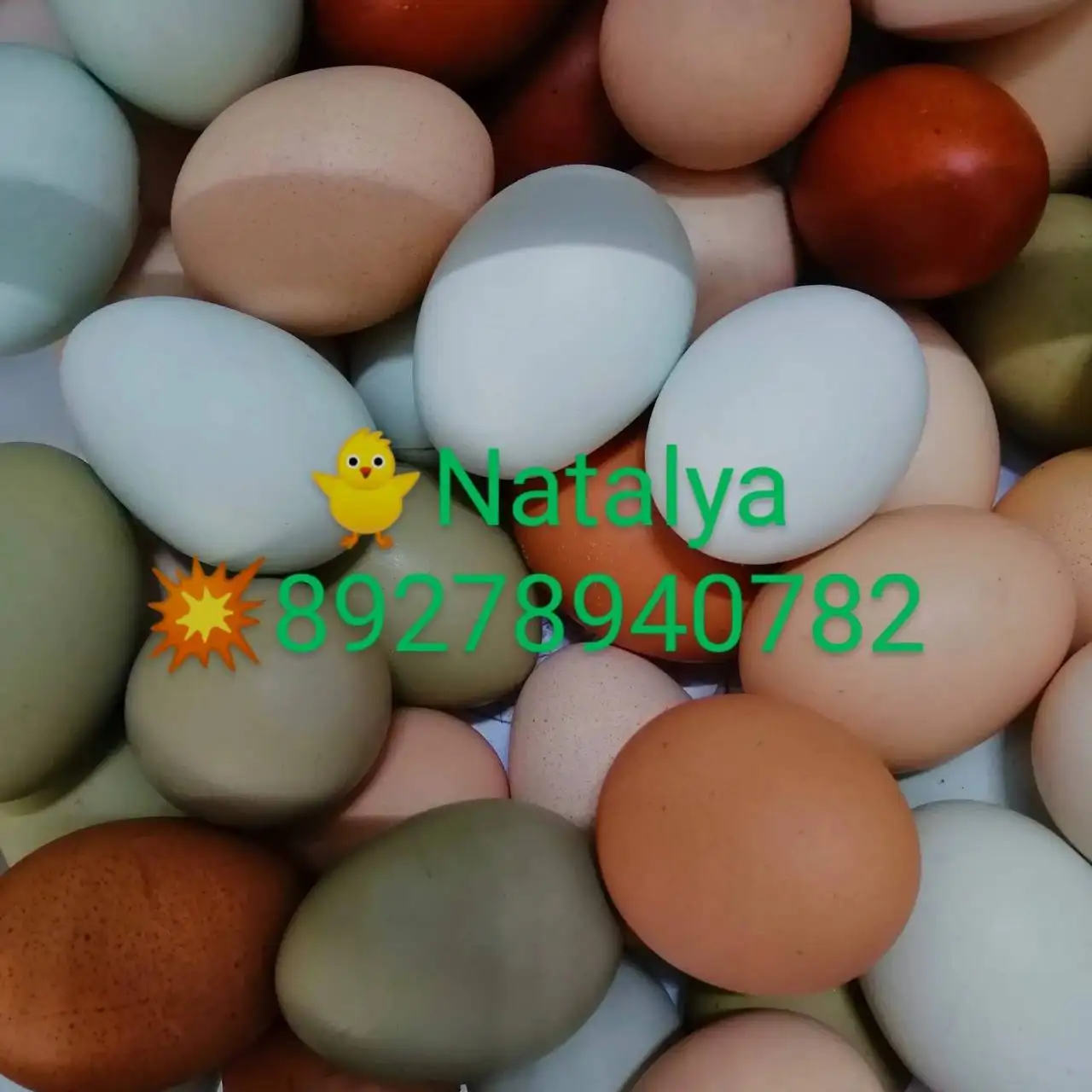 Продажа яиц на инкубацию разных пород кур - Птицеводство (Животные) в Самарская область