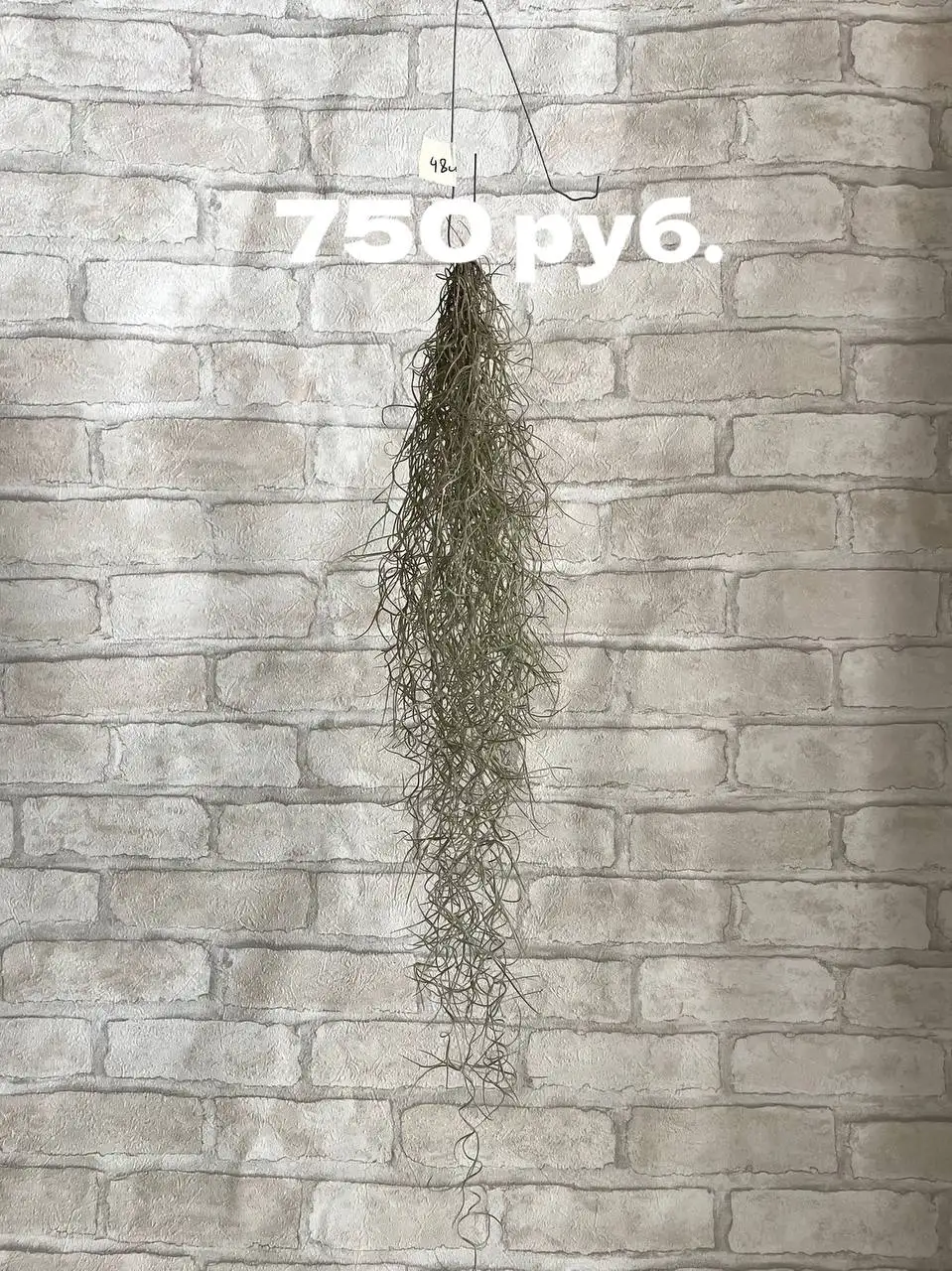 Тилландсия Уснеевидная - необычное растение для композиций - Растения (Хобби и отдых) в Новесемейкино