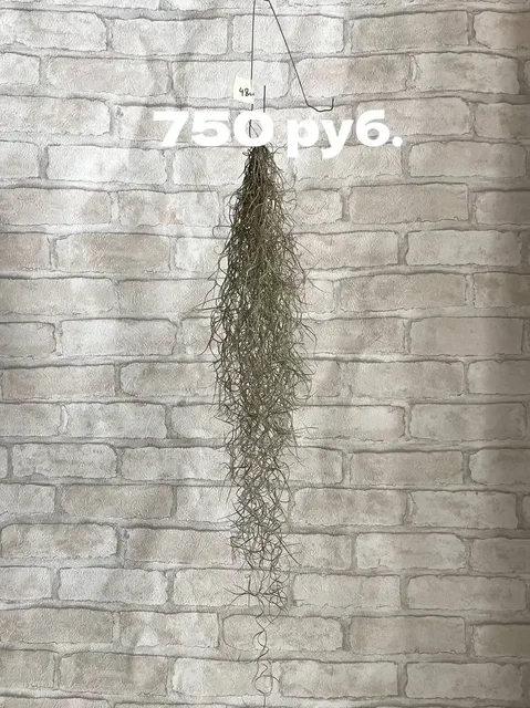 Тилландсия Уснеевидная - необычное растение для композиций - Хобби и отдых в Новесемейкино