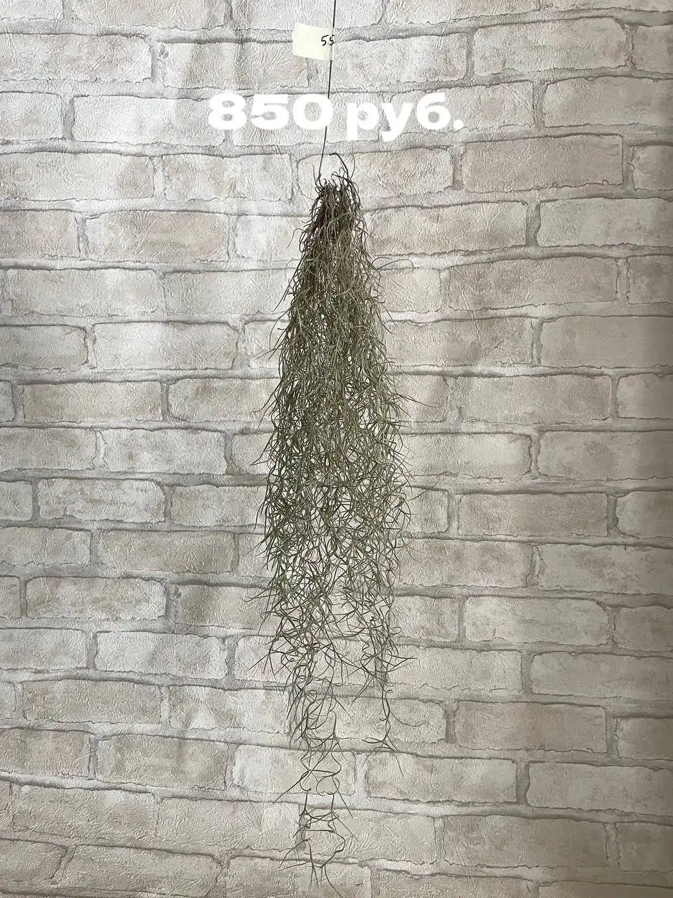 Тилландсия Уснеевидная - необычное растение для композиций - Растения (Хобби и отдых) в Новесемейкино