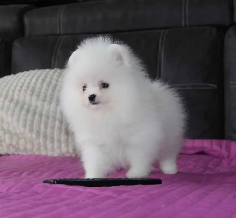 Продаются щенки шпица мальчик и девочка 2,5 месяца - Собаки (Животные) в Самарская область