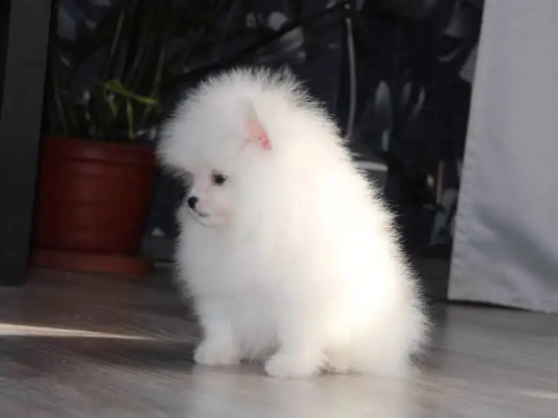 Продаются щенки шпица мальчик и девочка 2,5 месяца - Собаки (Животные) в Самарская область