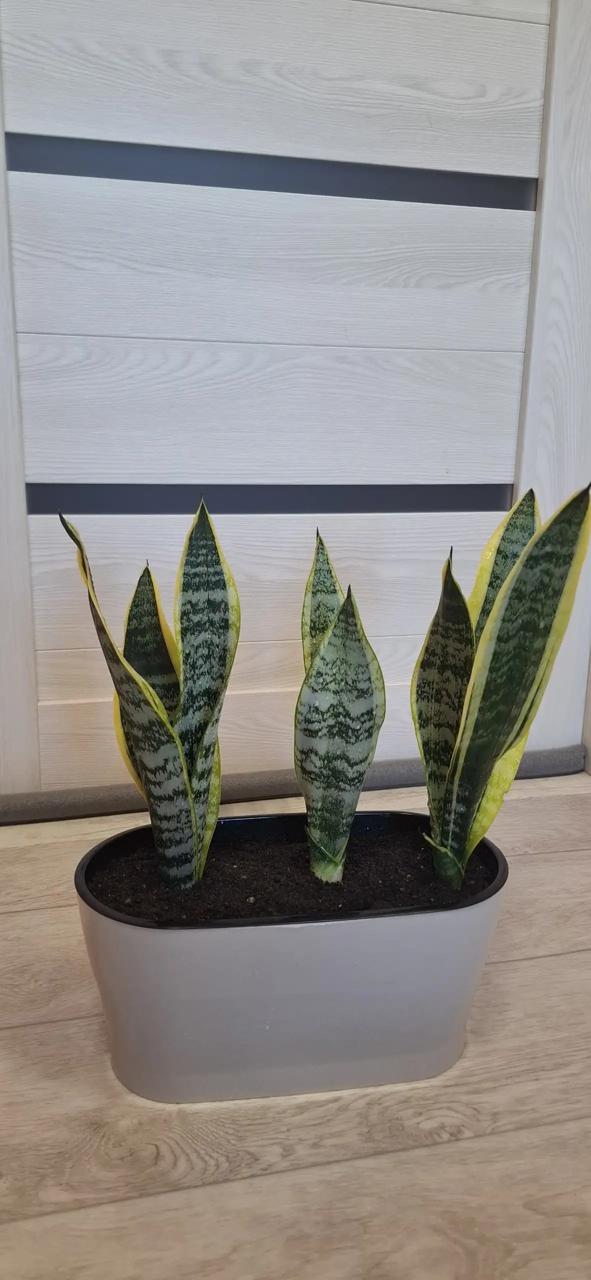 Продажа композиций из сансевьерий Футура Суперба - Растения (Хобби и отдых) в Самарская область