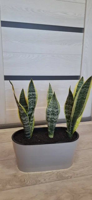 Продажа композиций из сансевьерий Футура Суперба - Мототехника в Самарская область