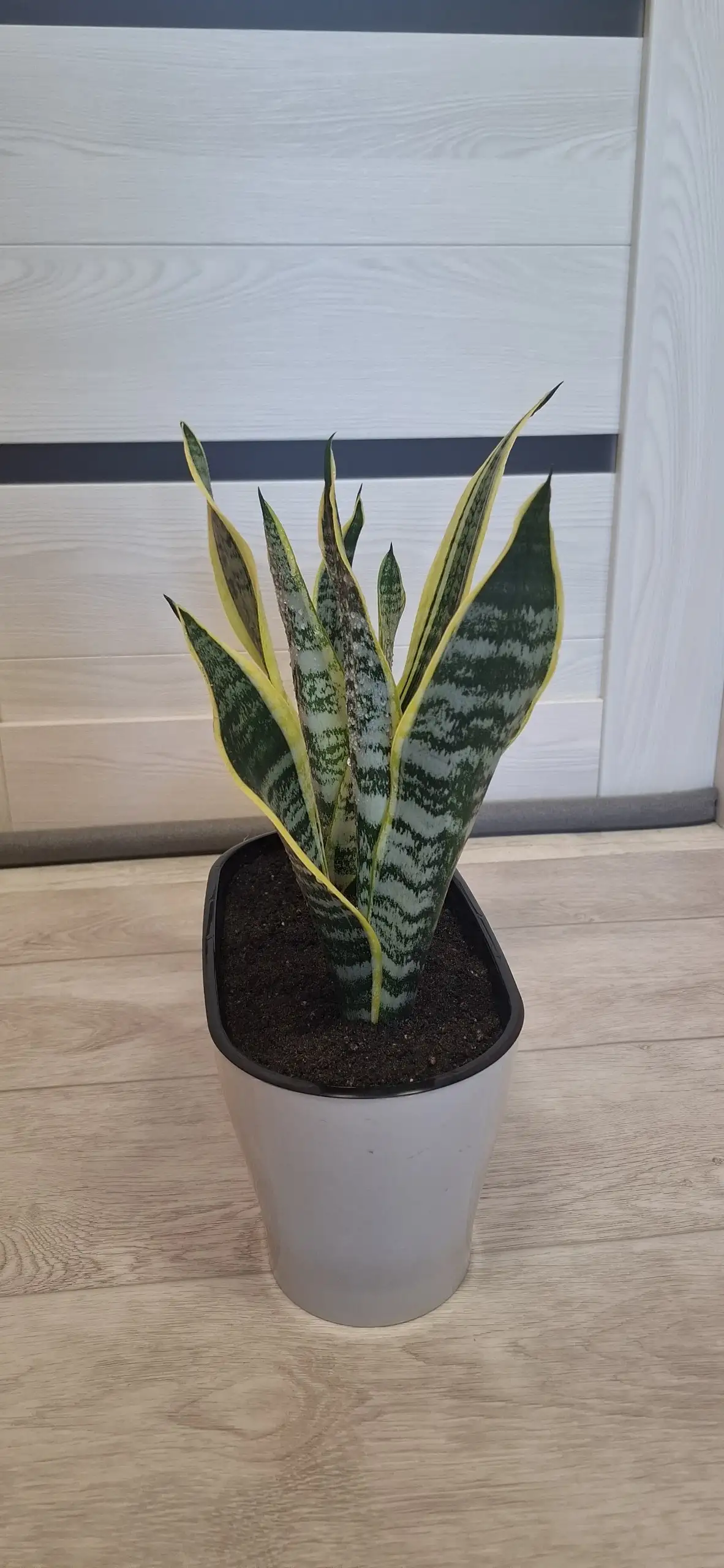 Продажа композиций из сансевьерий Футура Суперба - Растения (Хобби и отдых) в Самарская область