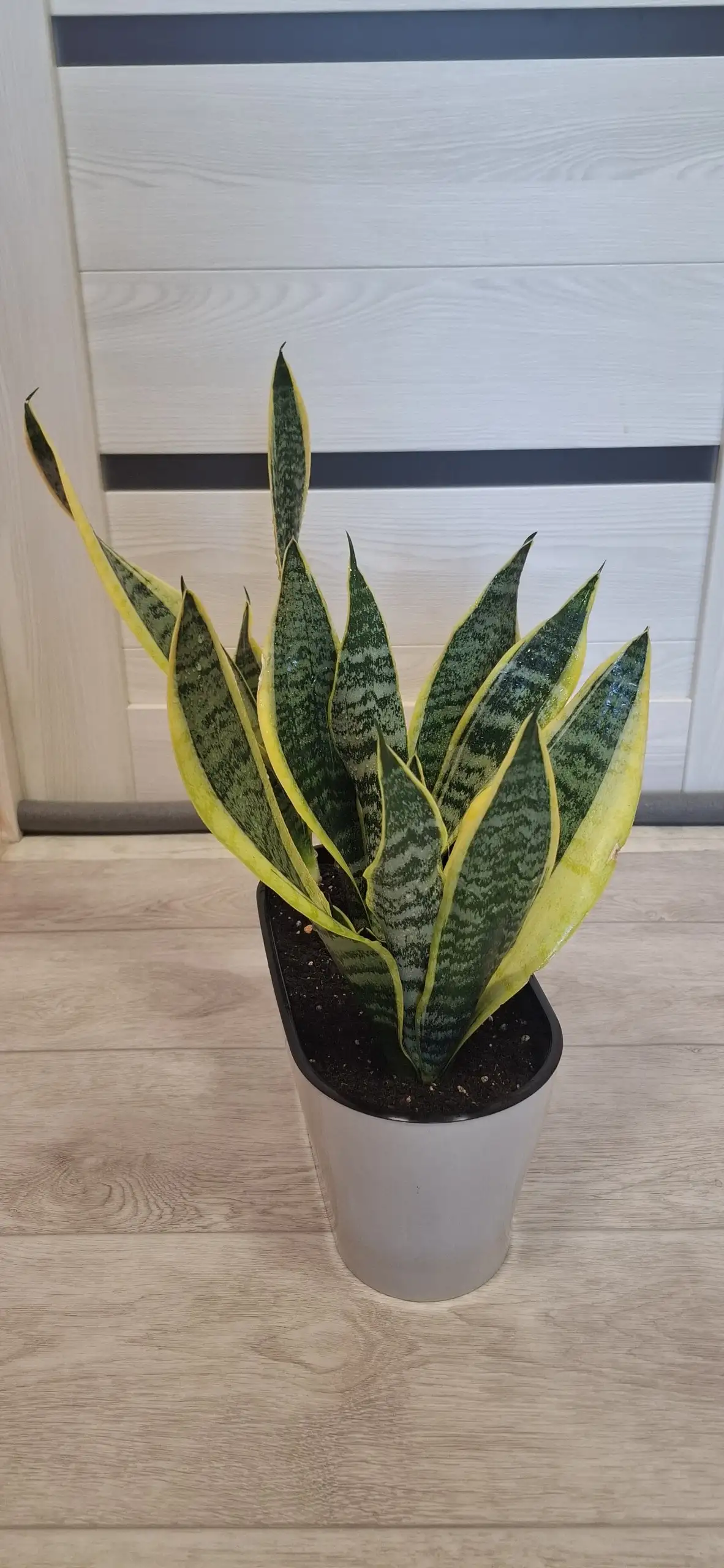 Продажа композиций из сансевьерий Футура Суперба - Растения (Хобби и отдых) в Самарская область